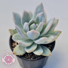 Load image into Gallery viewer, Pachyveria Exotica 'Powder Puff' variegata - John & Norma's Succulents Australia
