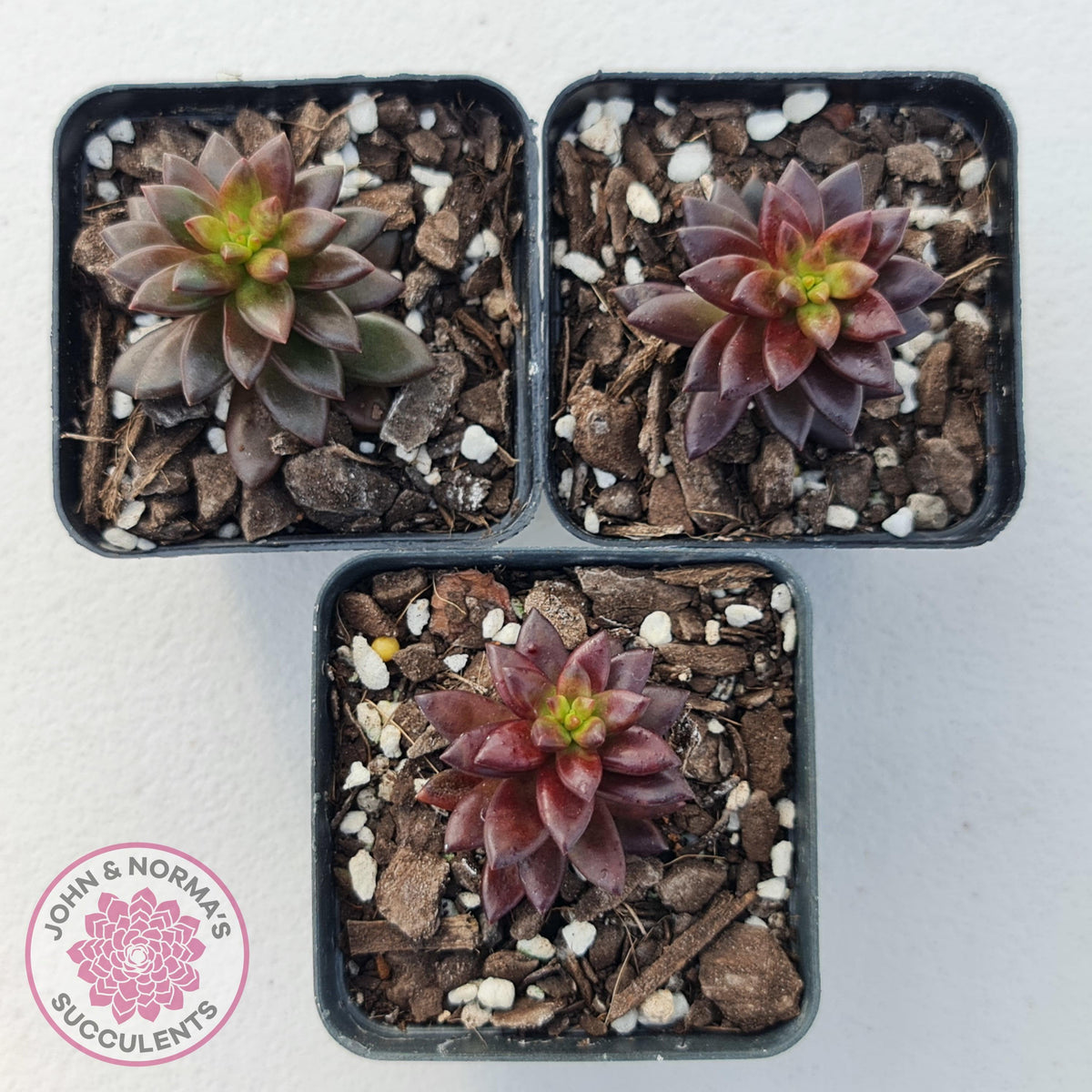 Sedeveria 'Jet Beads'