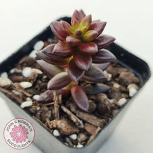 Load image into Gallery viewer, Sedeveria Jet Beads - John & Norma's Succulents