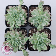 Load image into Gallery viewer, Sedeveria Markus Silk Variegation - John & Norma's Succulents