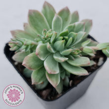 Load image into Gallery viewer, Sedeveria Markus Silk Variegation - John & Norma's Succulents