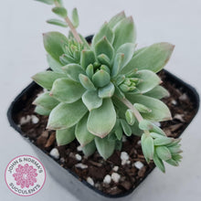 Load image into Gallery viewer, Sedeveria Markus Silk Variegation - John & Norma's Succulents
