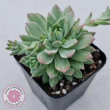 Load image into Gallery viewer, Sedeveria Markus Silk Variegation - John & Norma's Succulents