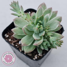 Load image into Gallery viewer, Sedeveria Markus Silk Variegation - John & Norma's Succulents
