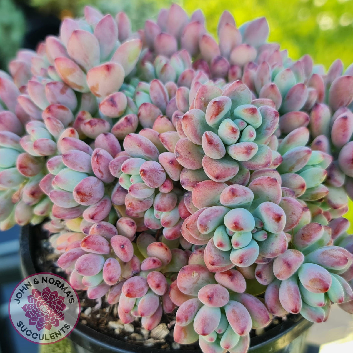 Sedum Comic Tom - Stressed Cuttings x 3