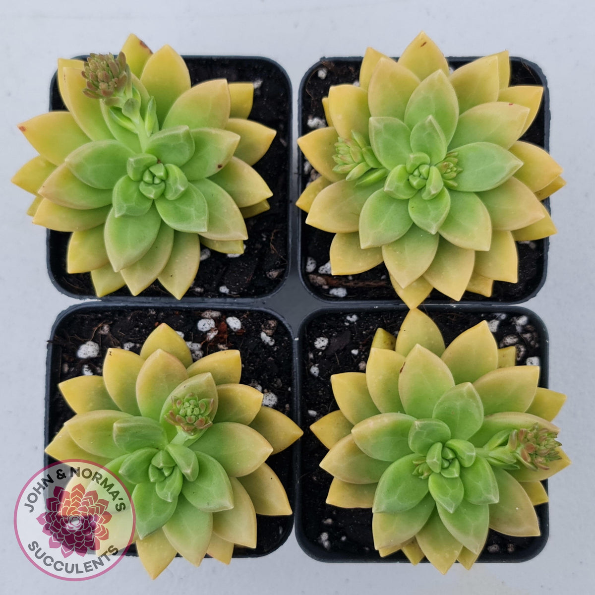 Sedum 'Alice Evans'