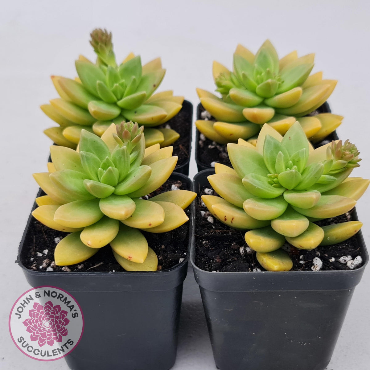 Sedum 'Alice Evans'