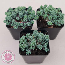 Load image into Gallery viewer, Sedum dasyphyllum Lilac Mound - John & Norma's Succulents