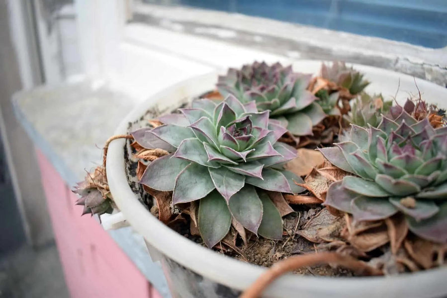 Hydrophobic Soil: How to Overcome This Unseen Threat to Your Succulents