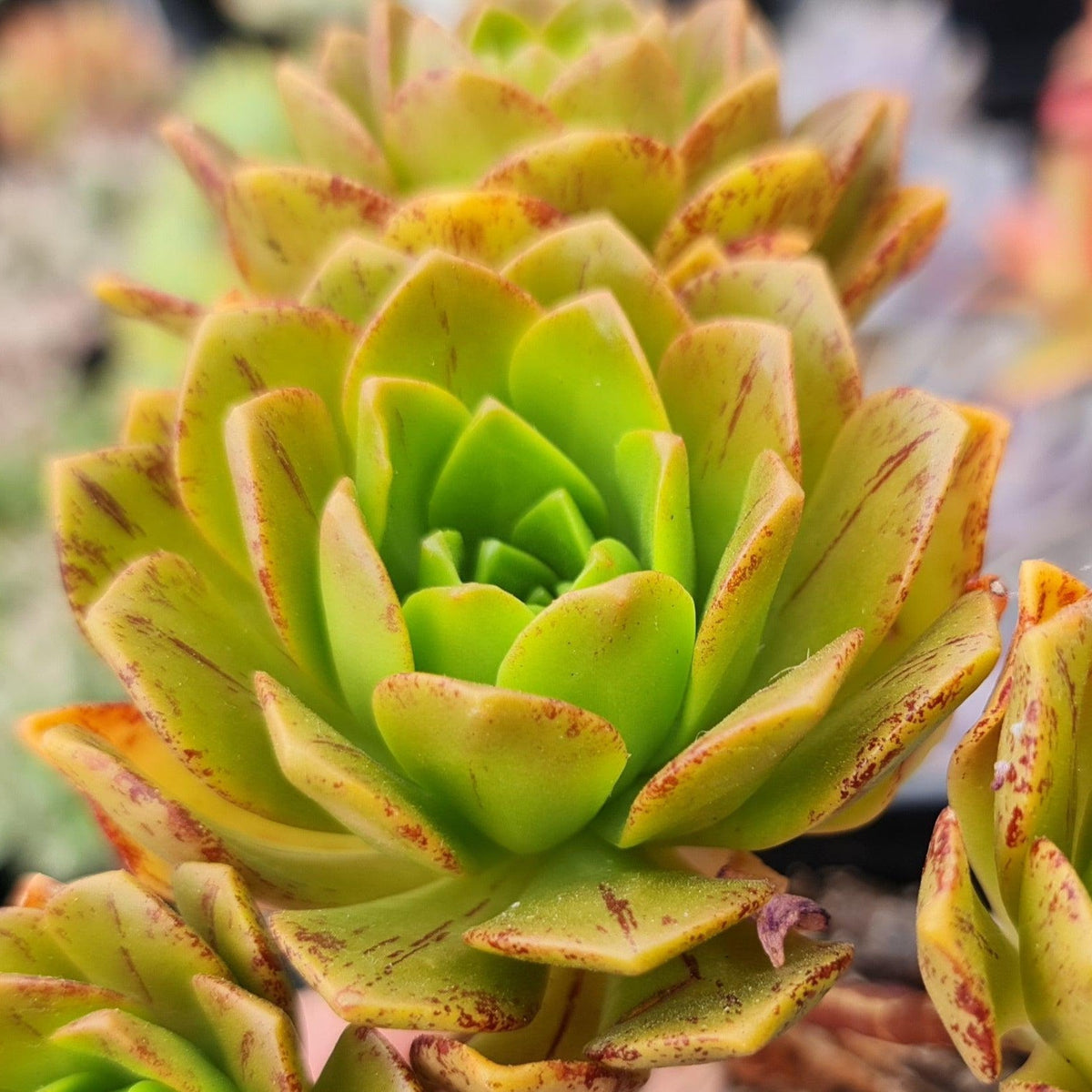 Aeonium