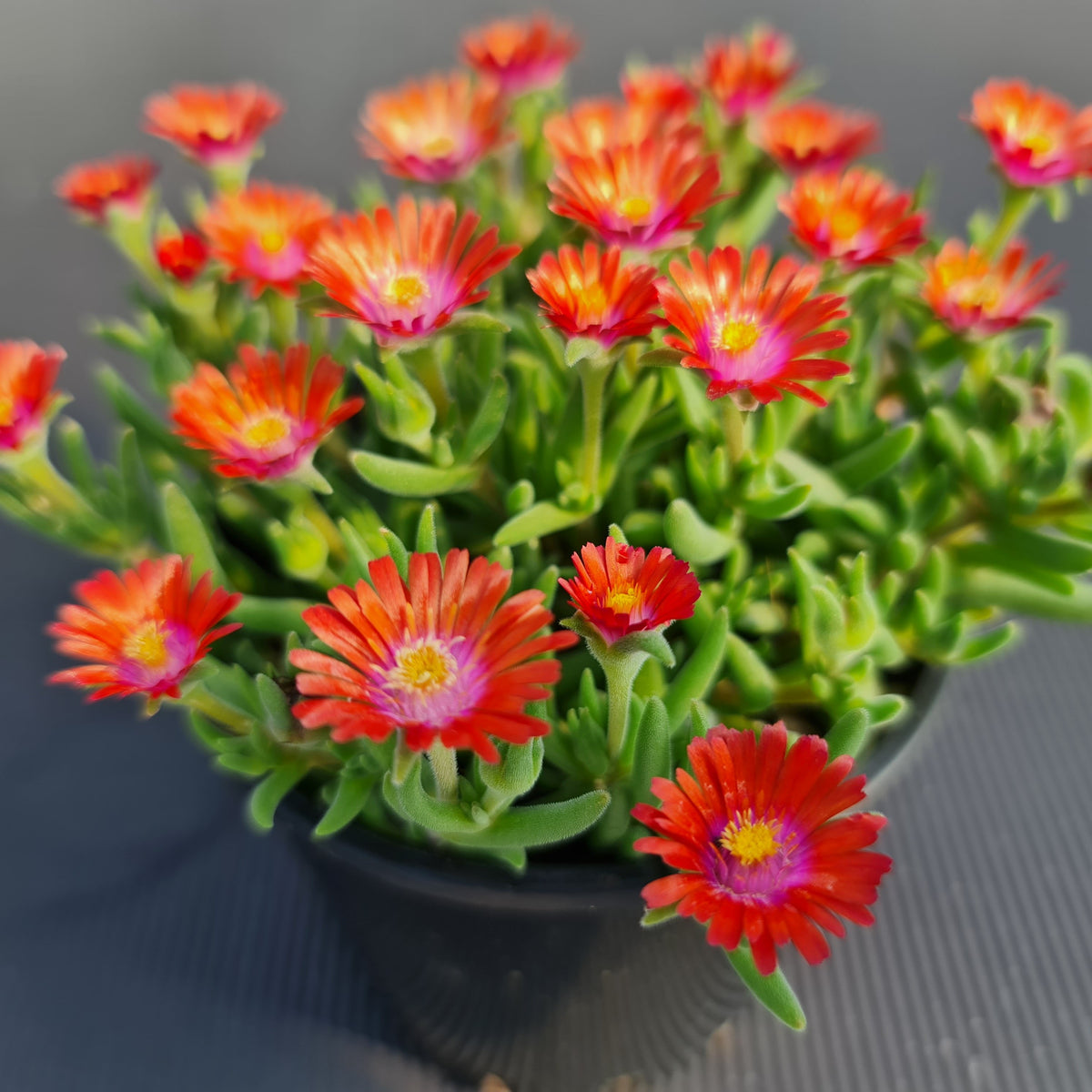Delosperma