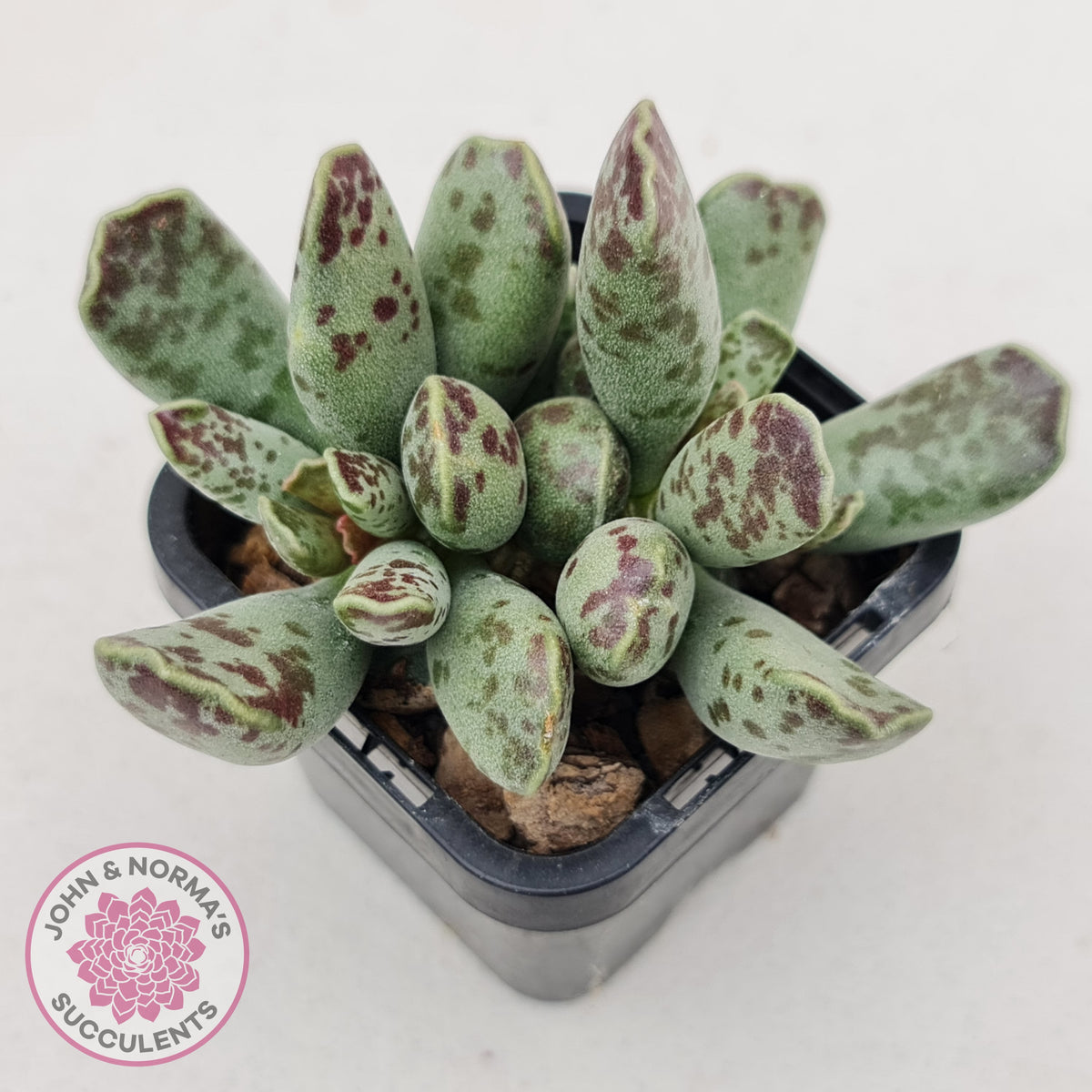 Adromischus