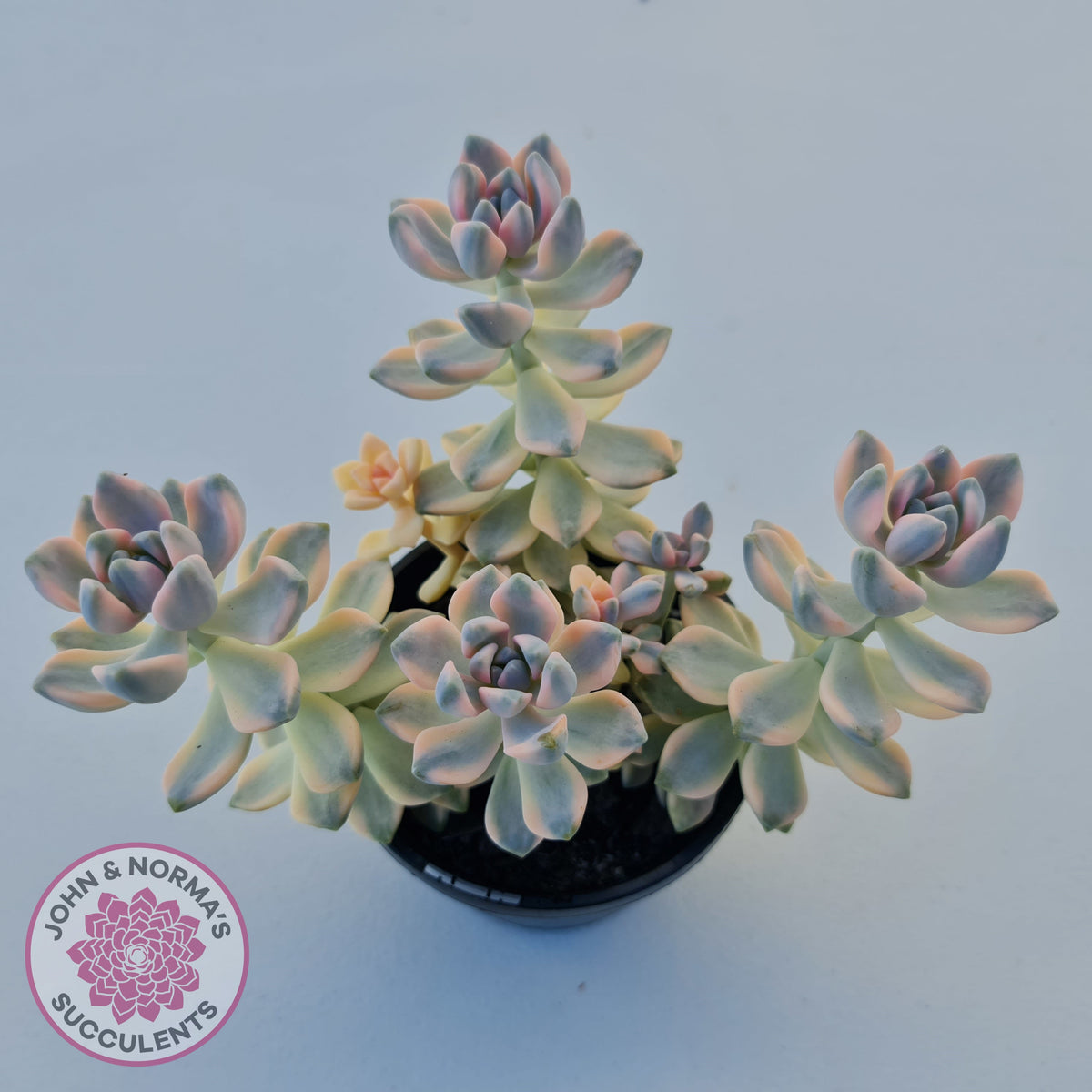 Graptopetalum