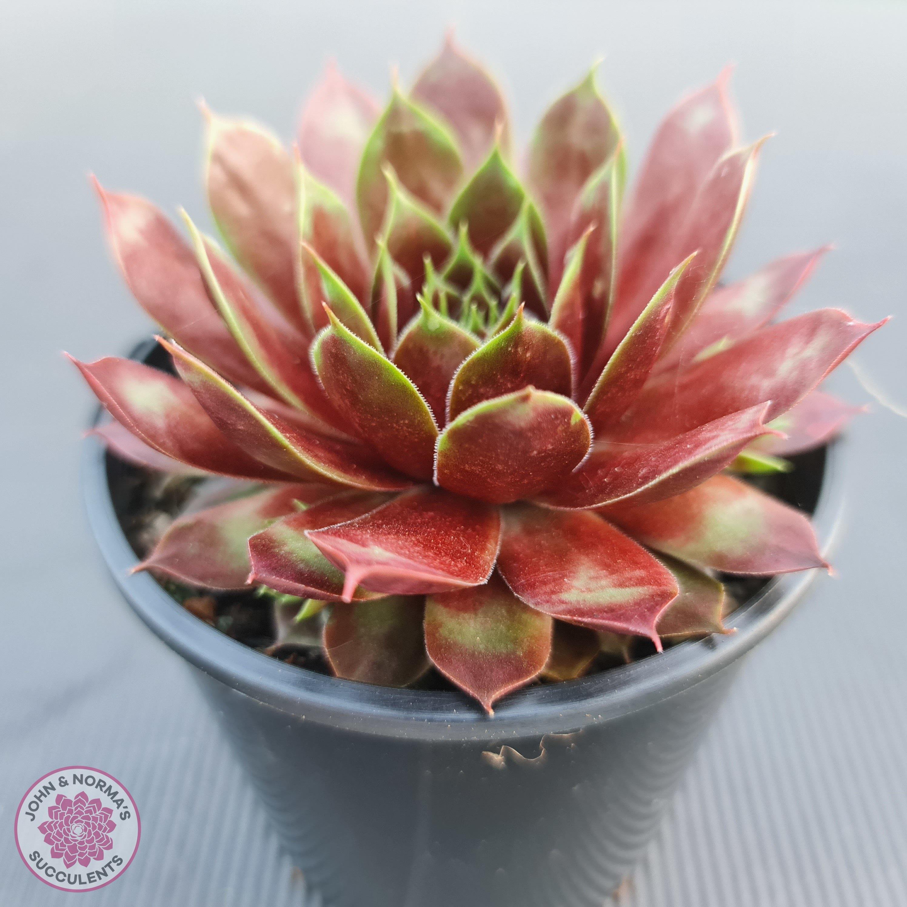 Sempervivum | John & Norma's Succulents – John & Norma's Succulents ...