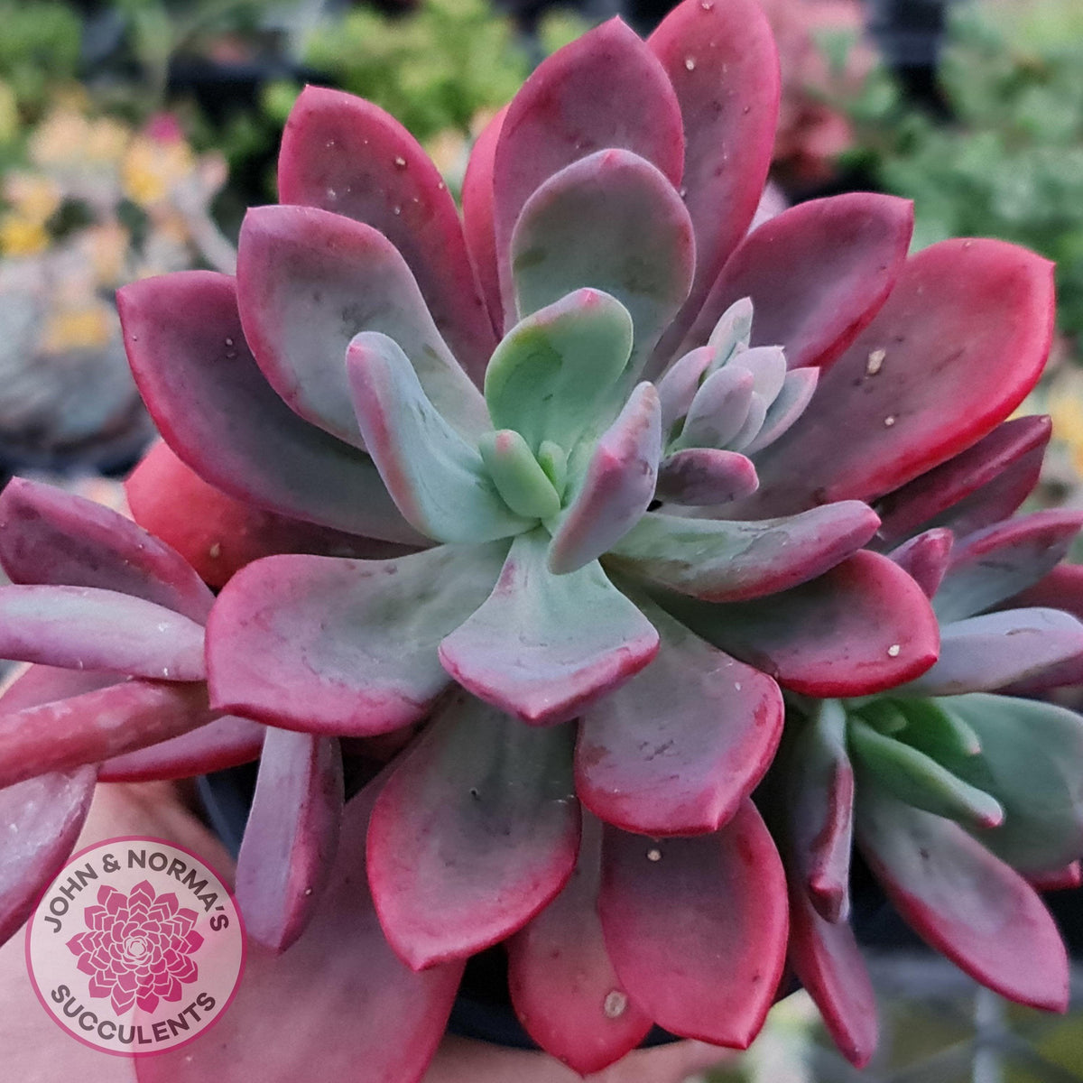 Pachyveria