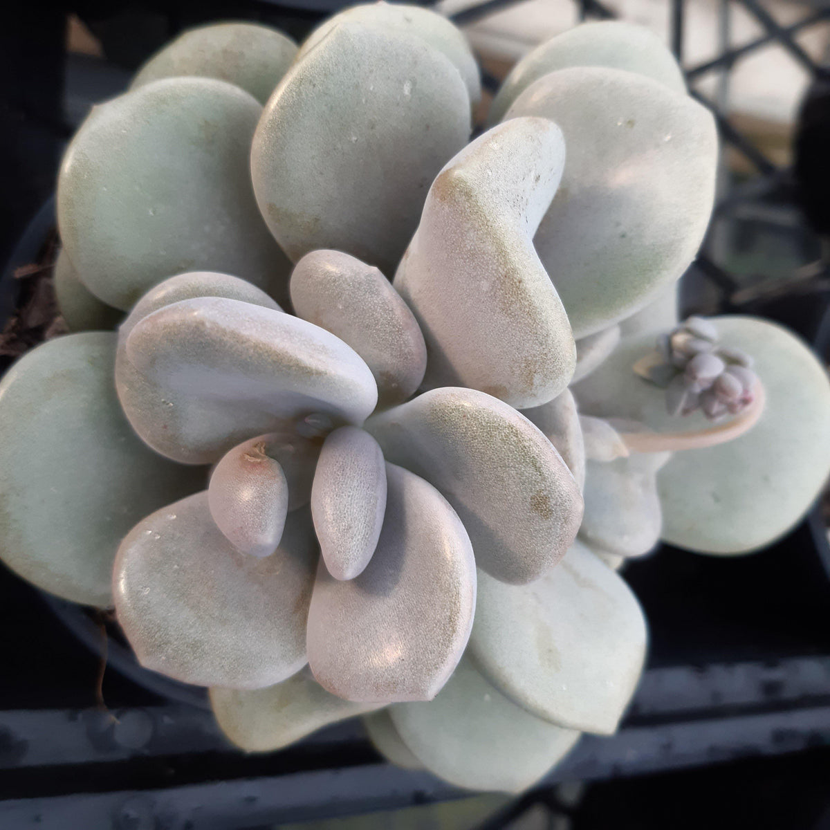 Graptoveria