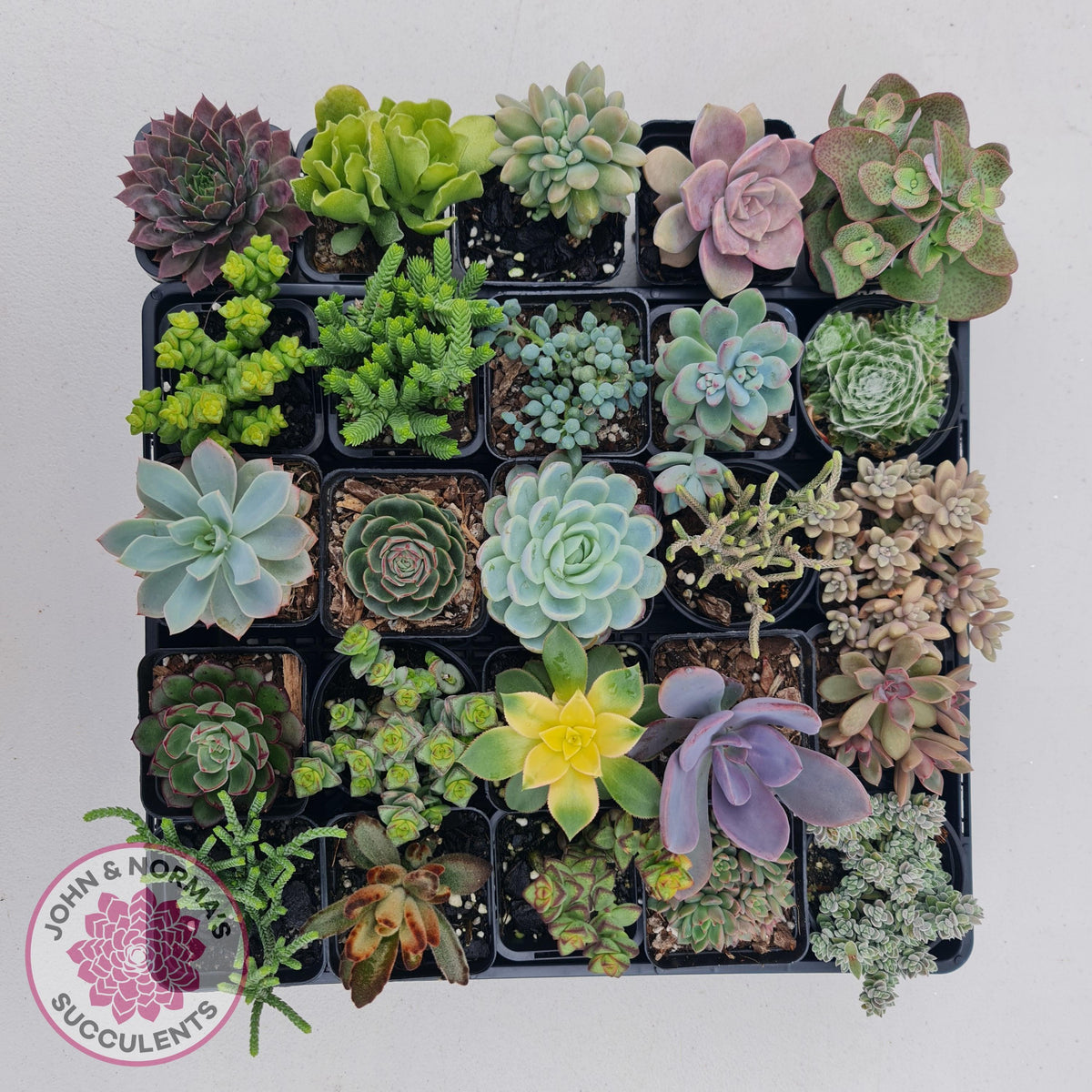 Bulk Succulents - Discounted Succulent Value Packs