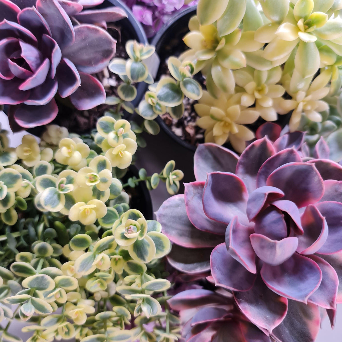 Variegated Succulents