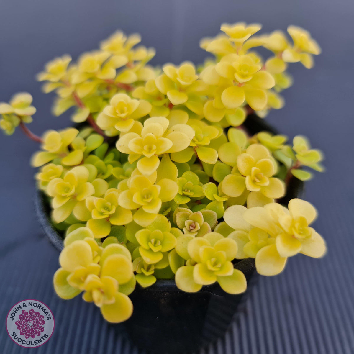 Sedum