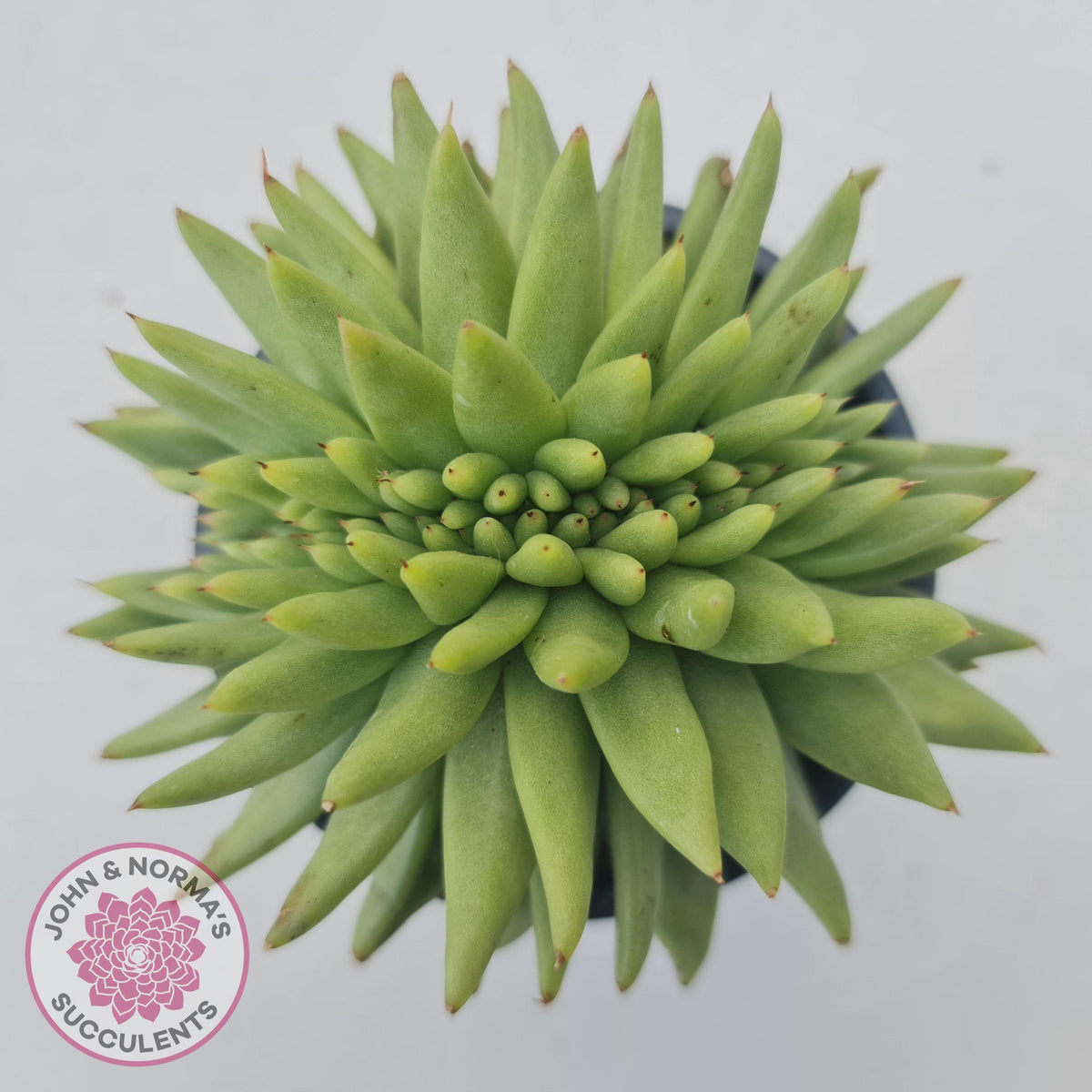 Crested Succulents
