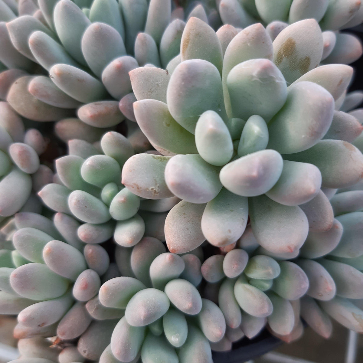 Pachyphytum