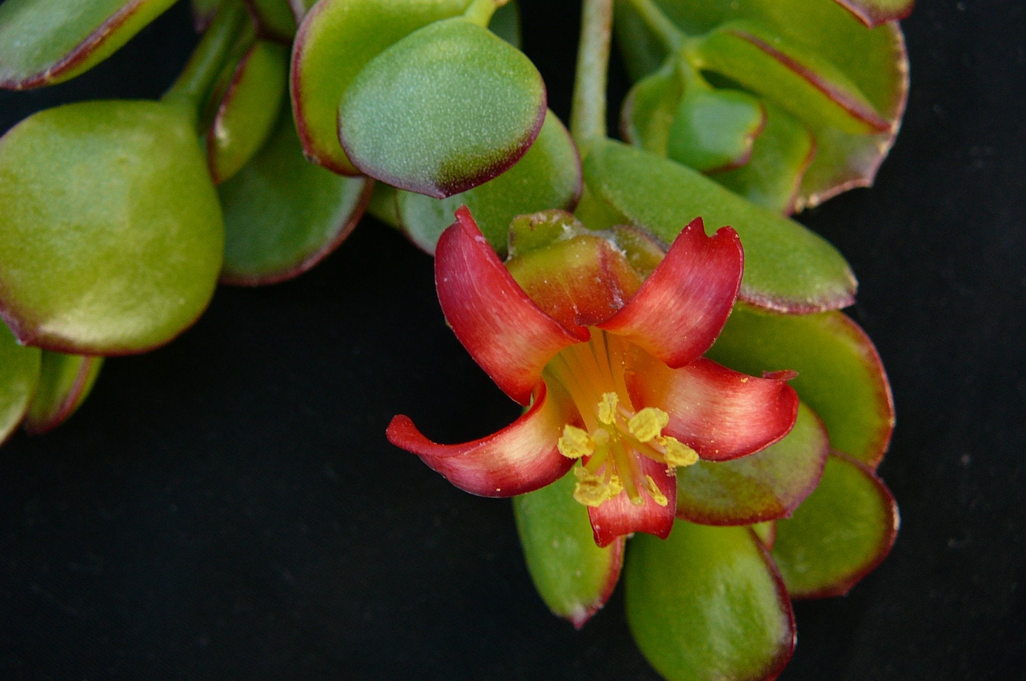 Cotyledon