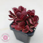 Crassula atropurpurea