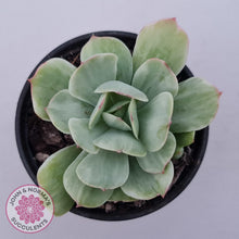 Load image into Gallery viewer, Echeveria &#39;Peach Pride&#39; variegata - John &amp; Norma&#39;s Succulents Australia
