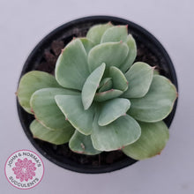 Load image into Gallery viewer, Echeveria &#39;Peach Pride&#39; variegata - John &amp; Norma&#39;s Succulents Australia
