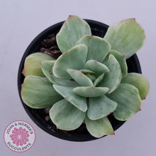 Load image into Gallery viewer, Echeveria &#39;Peach Pride&#39; variegata - John &amp; Norma&#39;s Succulents Australia
