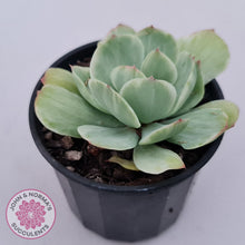 Load image into Gallery viewer, Echeveria &#39;Peach Pride&#39; variegata - John &amp; Norma&#39;s Succulents Australia
