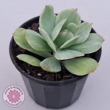 Load image into Gallery viewer, Echeveria &#39;Peach Pride&#39; variegata - John &amp; Norma&#39;s Succulents Australia
