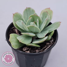 Load image into Gallery viewer, Echeveria &#39;Peach Pride&#39; variegata - John &amp; Norma&#39;s Succulents Australia
