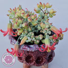 Cotyledon pendens