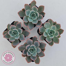 Load image into Gallery viewer, Echeveria &#39;Little Fairy&#39; - John &amp; Norma&#39;s Succulents Australia
