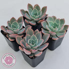 Echeveria 'Little Fairy'