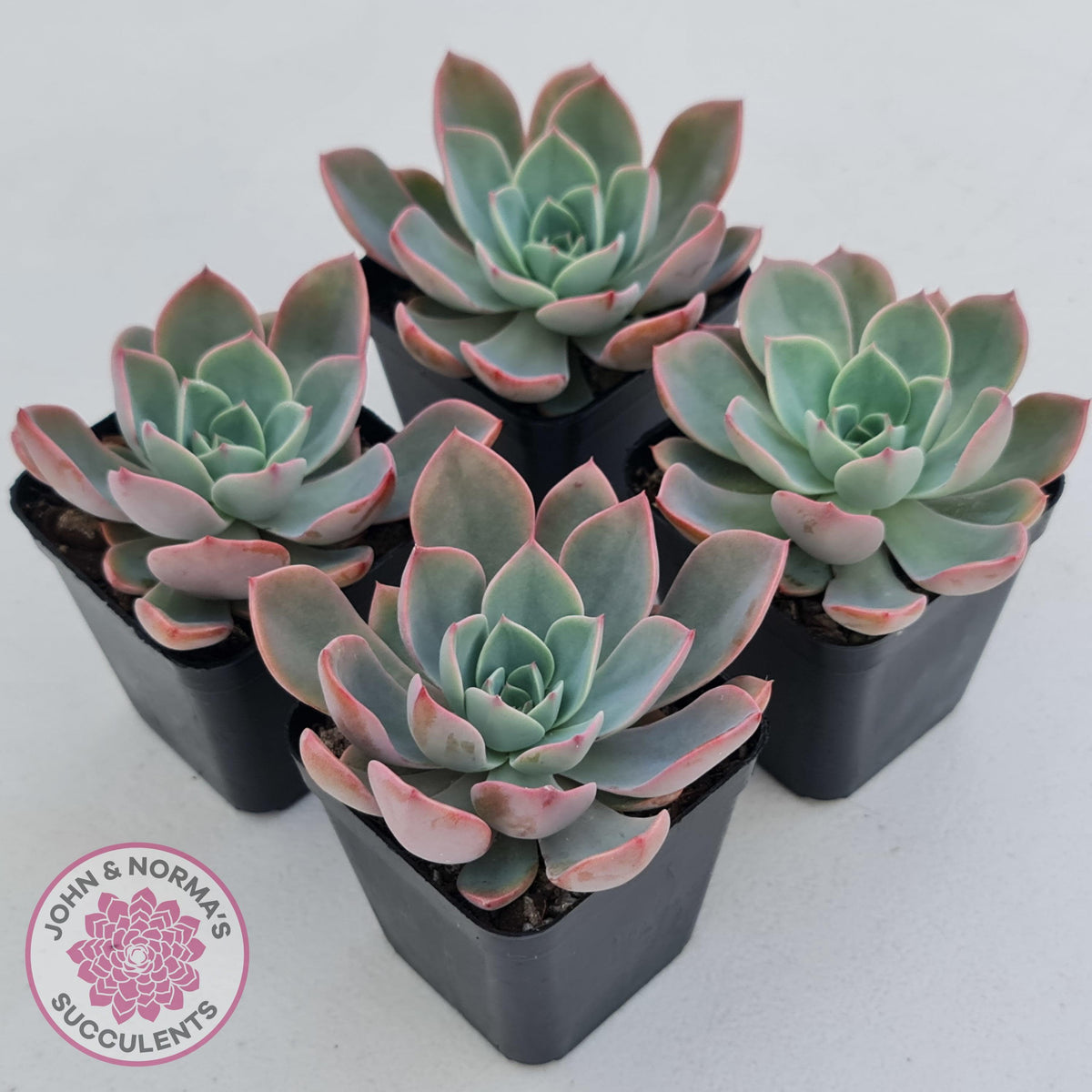 Echeveria 'Little Fairy'