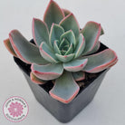 Echeveria 'Little Fairy'