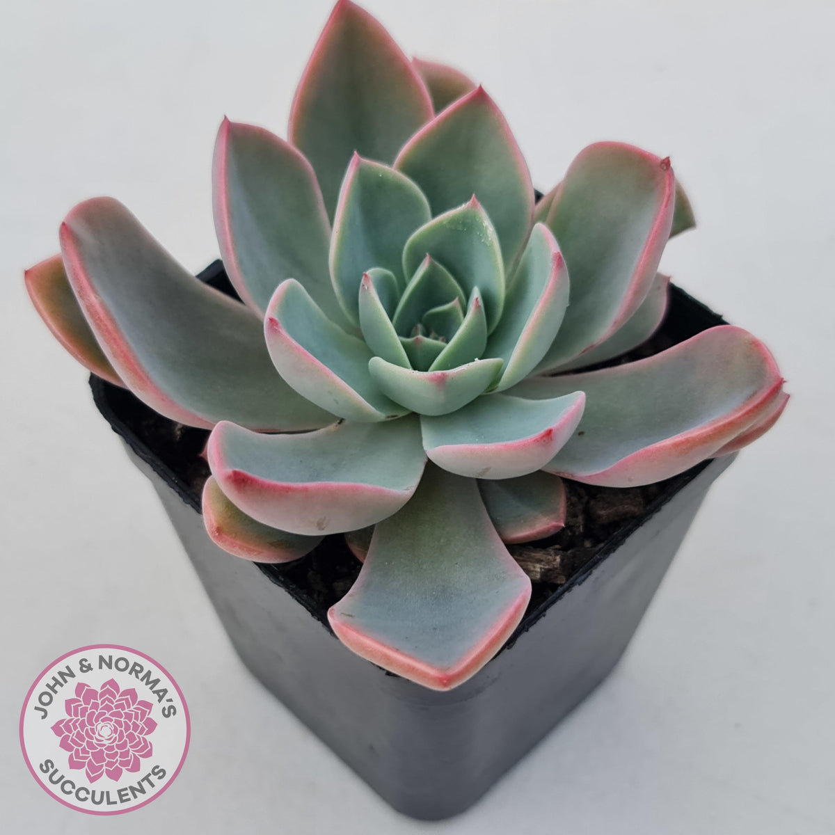 Echeveria 'Little Fairy'