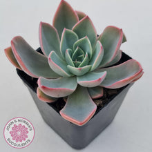 Load image into Gallery viewer, Echeveria &#39;Little Fairy&#39; - John &amp; Norma&#39;s Succulents Australia
