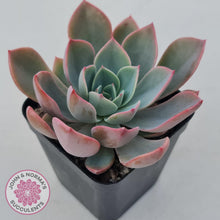 Load image into Gallery viewer, Echeveria &#39;Little Fairy&#39; - John &amp; Norma&#39;s Succulents Australia
