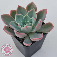 Load image into Gallery viewer, Echeveria &#39;Little Fairy&#39; - John &amp; Norma&#39;s Succulents Australia
