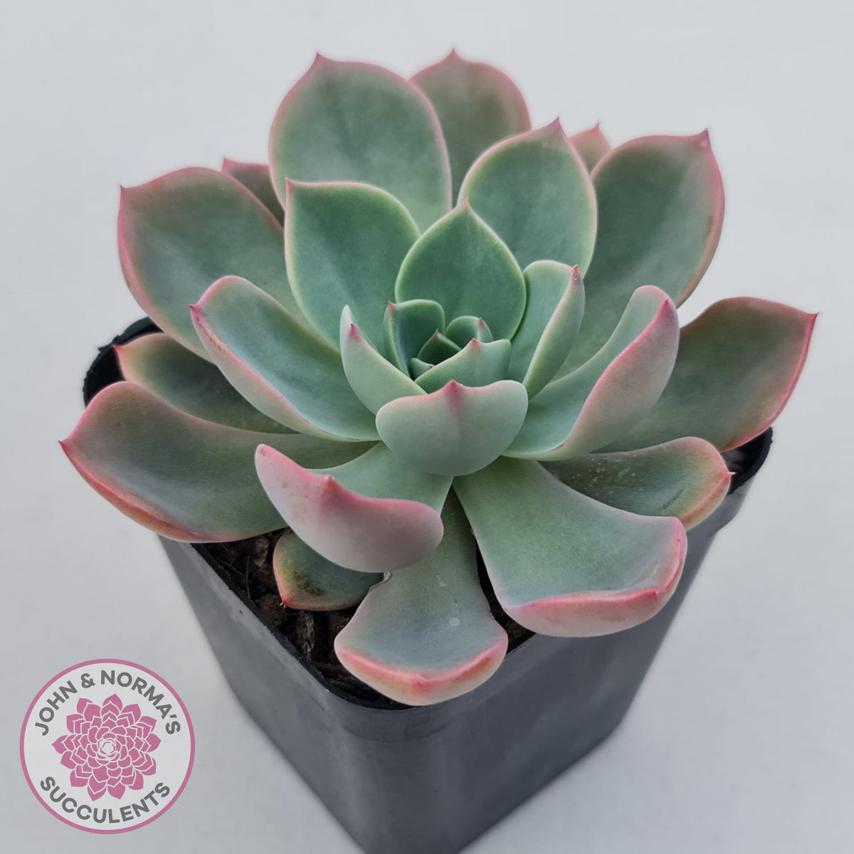 Echeveria 'Little Fairy'