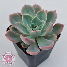 Load image into Gallery viewer, Echeveria &#39;Little Fairy&#39; - John &amp; Norma&#39;s Succulents Australia
