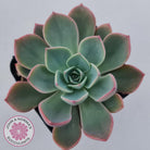 Echeveria 'Little Fairy'