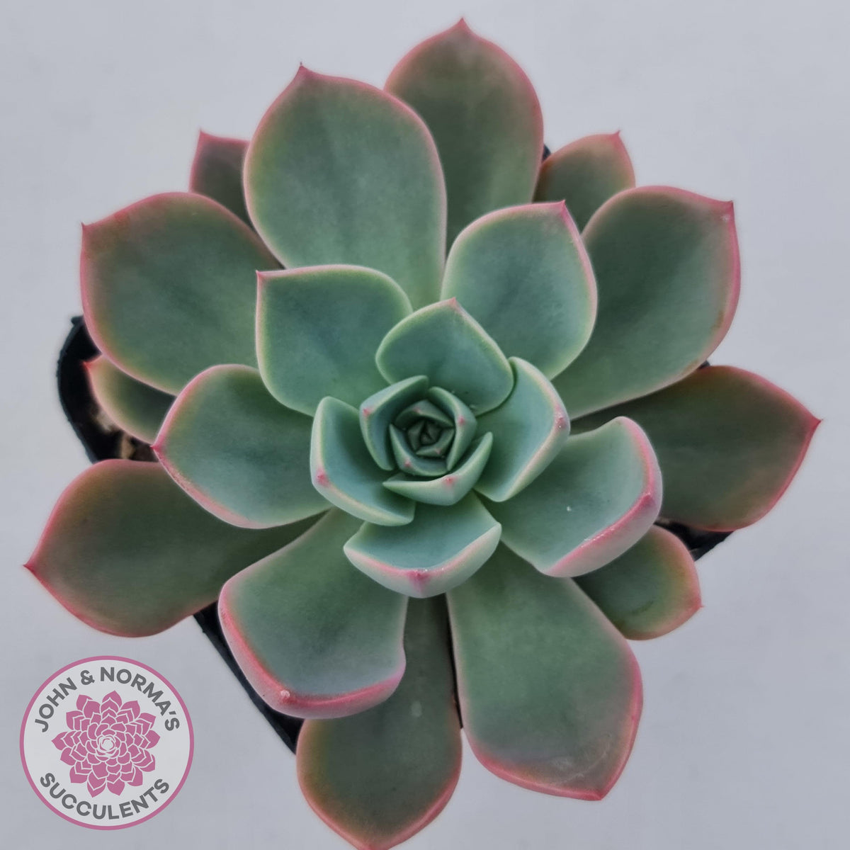 Echeveria 'Little Fairy'