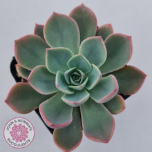 Load image into Gallery viewer, Echeveria &#39;Little Fairy&#39; - John &amp; Norma&#39;s Succulents Australia
