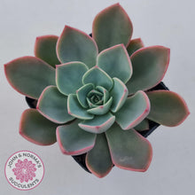 Load image into Gallery viewer, Echeveria &#39;Little Fairy&#39; - John &amp; Norma&#39;s Succulents Australia
