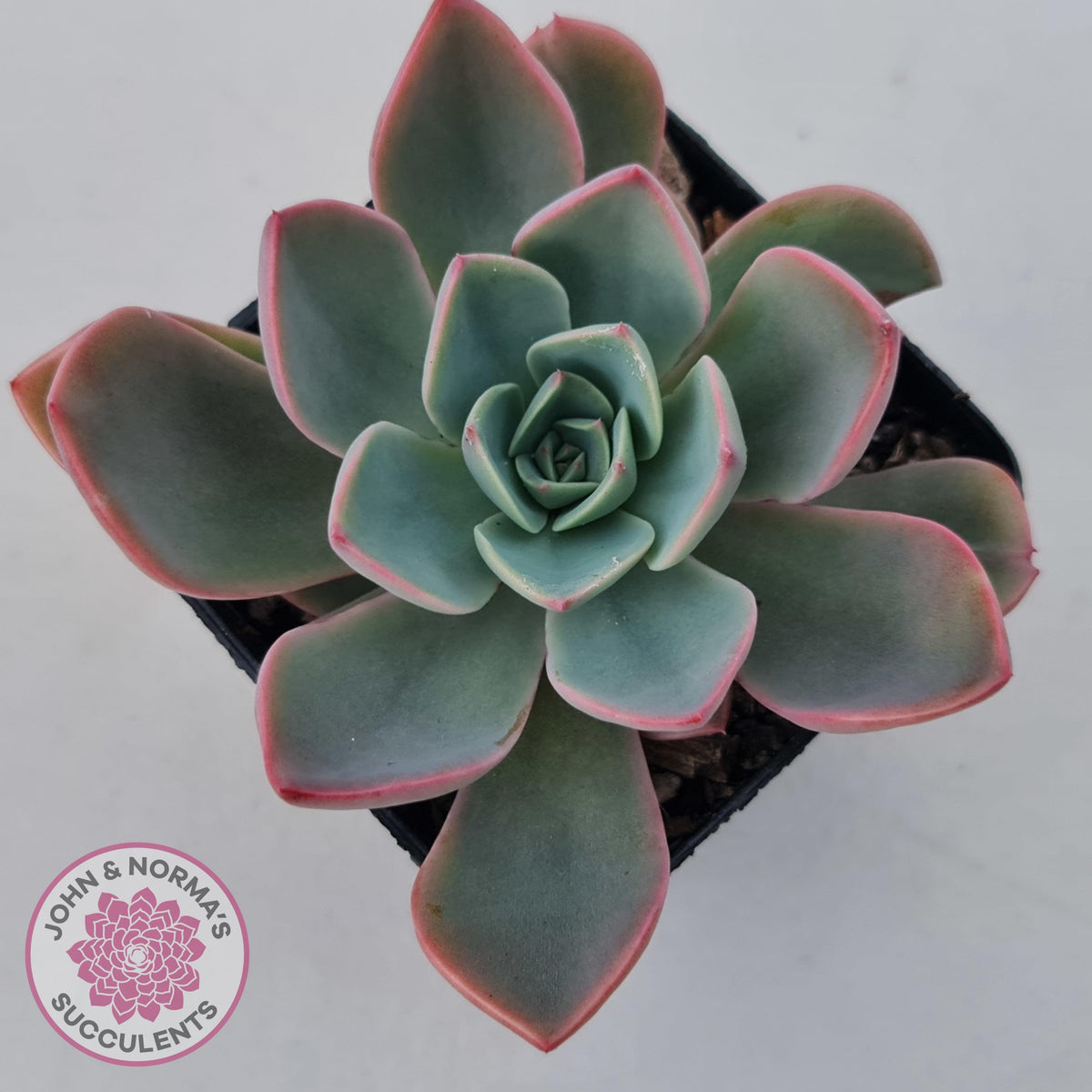 Echeveria 'Little Fairy'