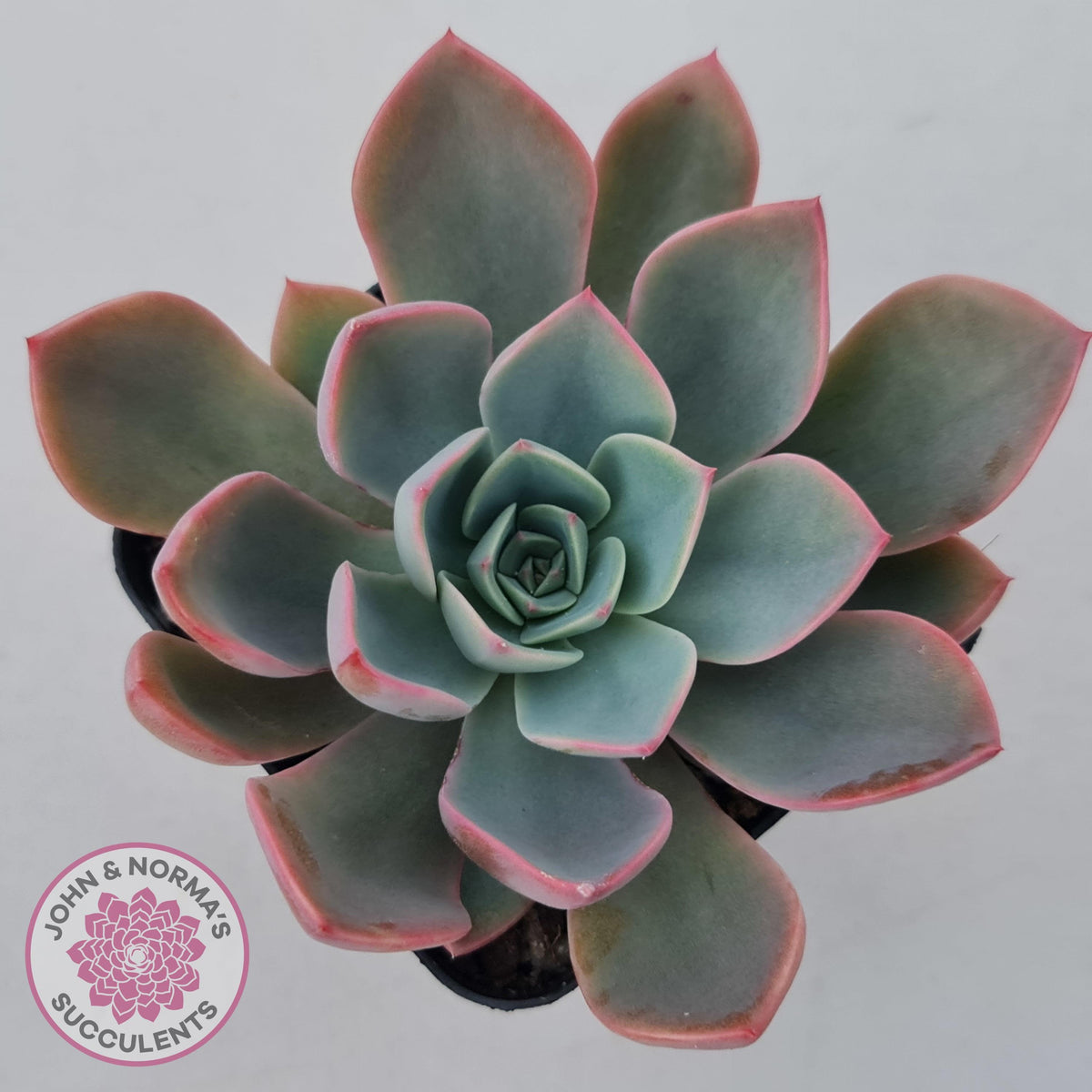 Echeveria 'Little Fairy'